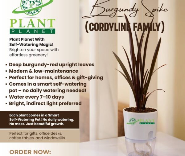 Burgundy Spike ( Cordyline Family)