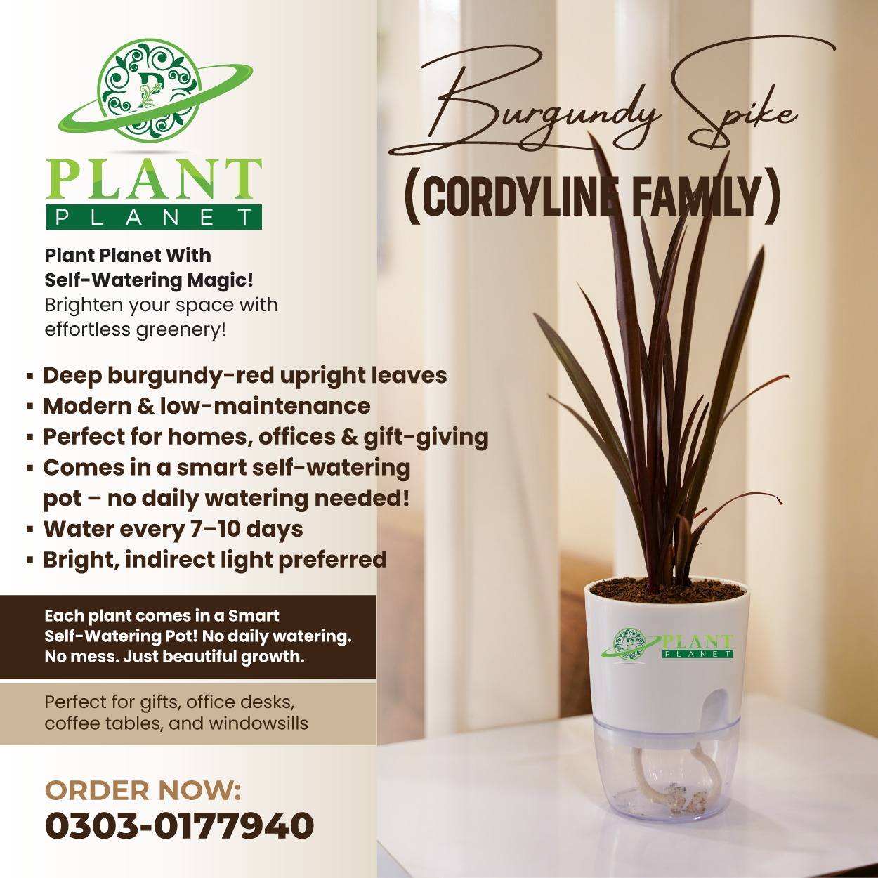 Burgundy Spike ( Cordyline Family)