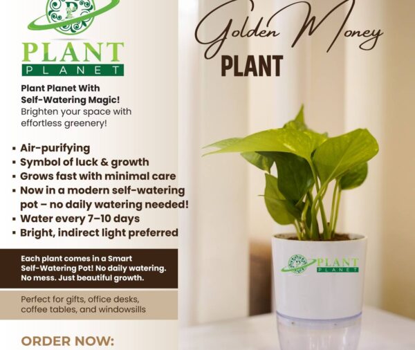 Golden Money Plant