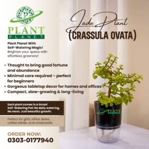 Jade Plant (Crassula Ovata)