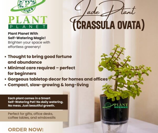 Jade Plant (Crassula Ovata)