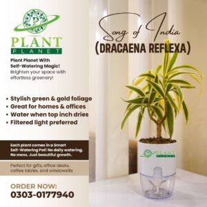 Song Of India ( Dracaena Reflexa)