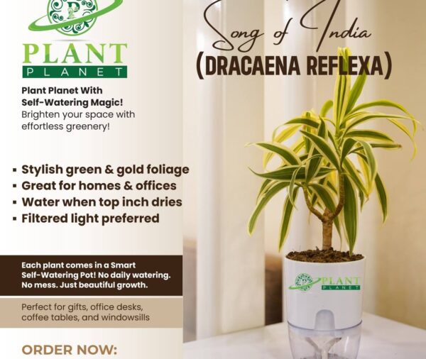 Song Of India ( Dracaena Reflexa)