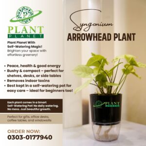 Syngonium ( Arrowhead Plant)