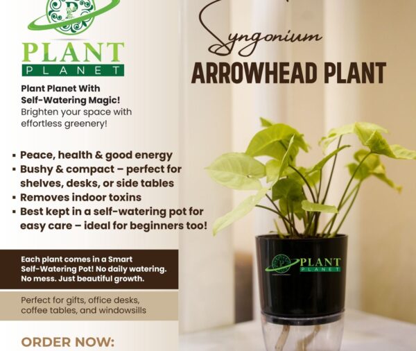Syngonium ( Arrowhead Plant)
