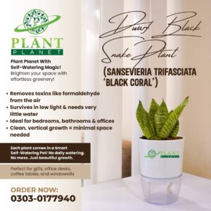 Dwarf Black Snake Plant