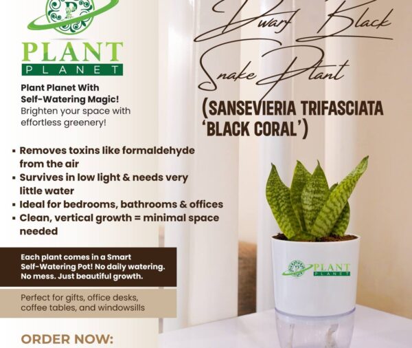 Dwarf Black Snake Plant