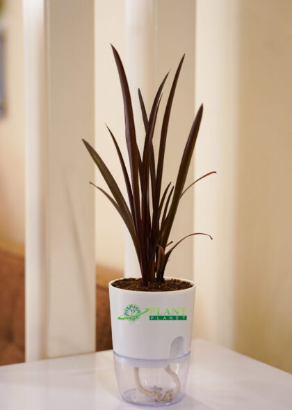 Burgundy Spike ( Cordyline Family)