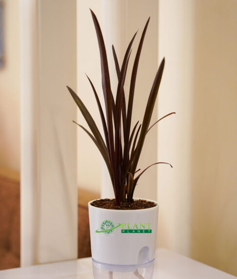 Burgundy Spike ( Cordyline Family)