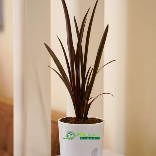 Burgundy Spike ( Cordyline Family)