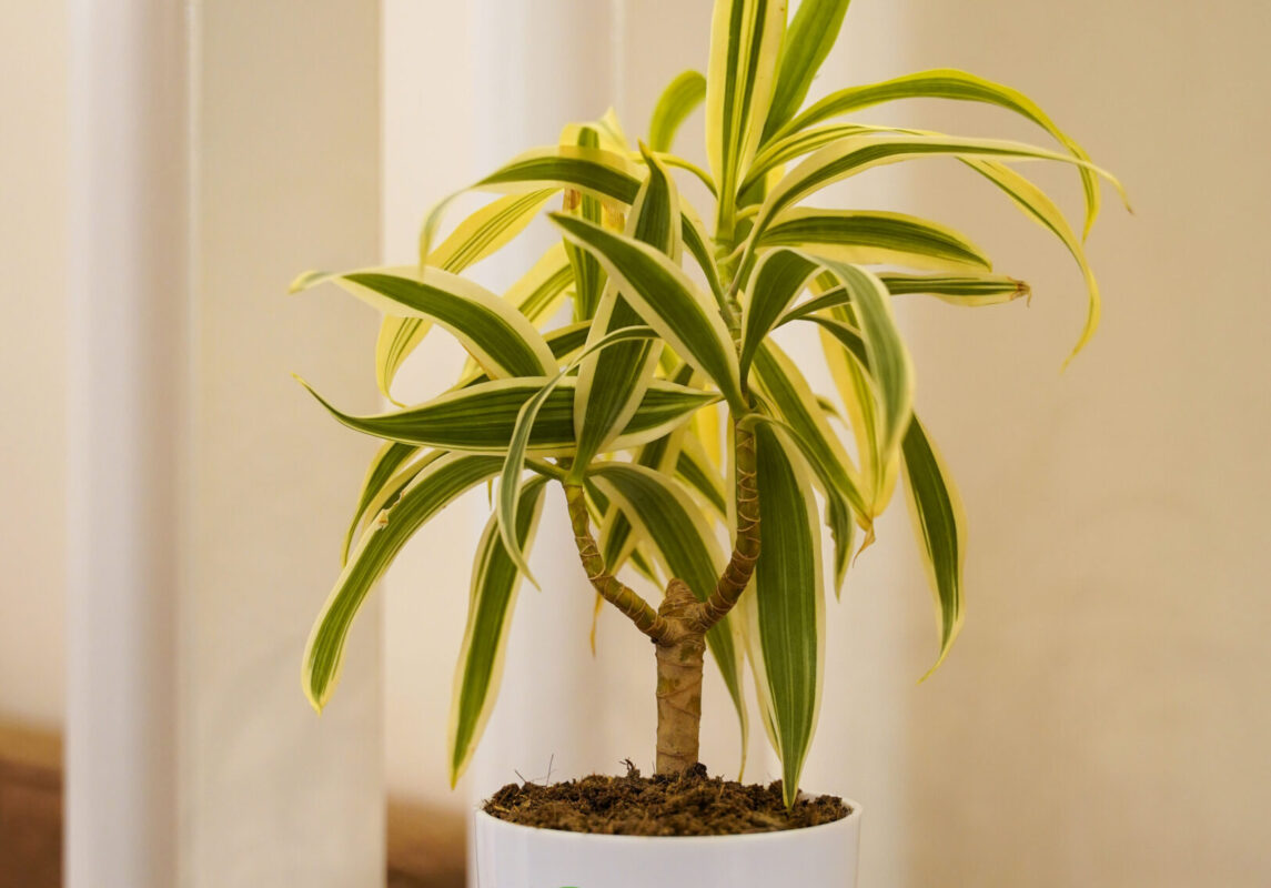 Song Of India ( Dracaena Reflexa)