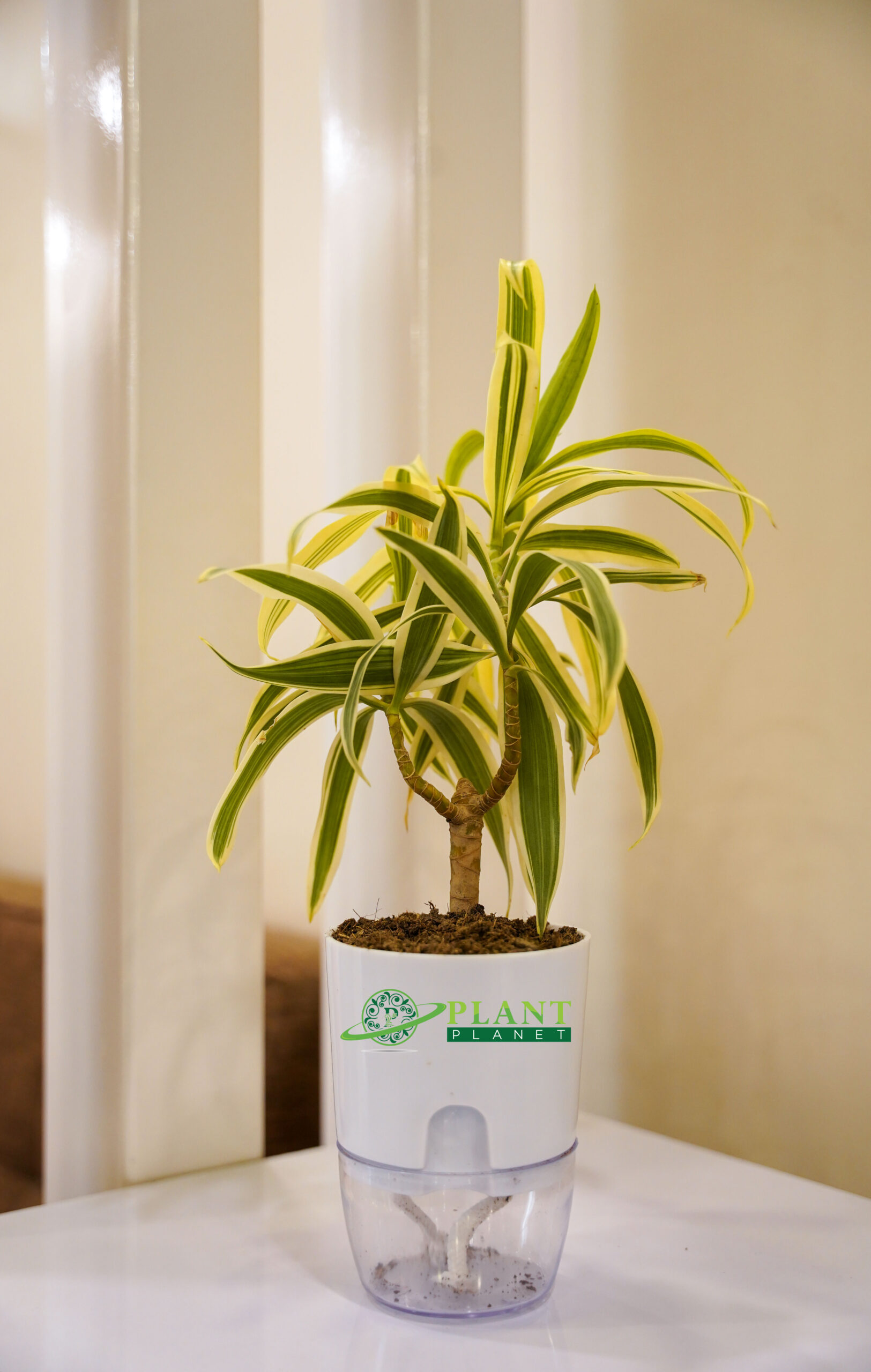 Song Of India ( Dracaena Reflexa)