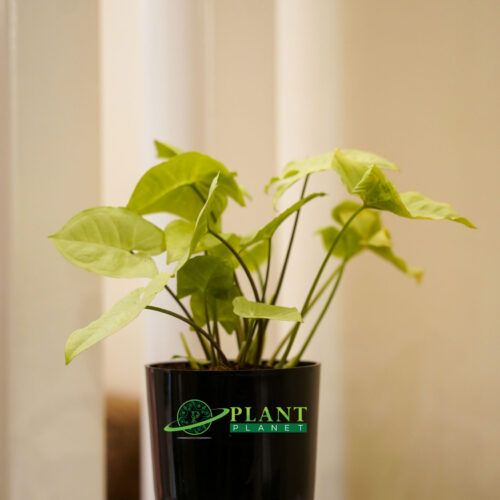 plant-planet-6