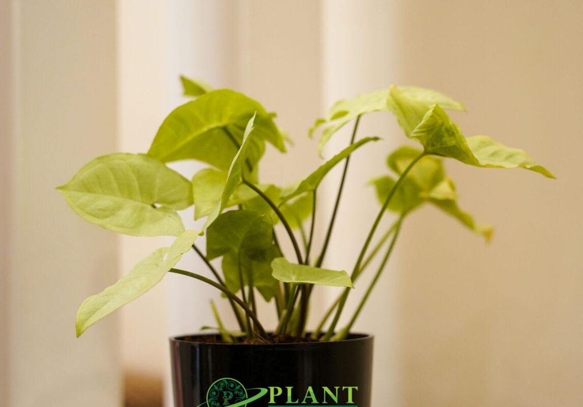 plant-planet-6